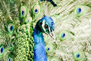 uma pavão com Está penas espalhar Fora foto