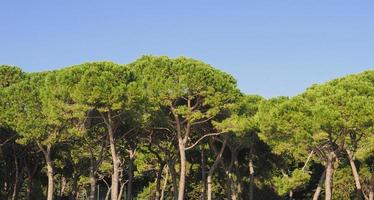 pinheiro bravo também conhecido como pinus pinaceae foto