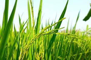 arroz orelhas fechar-se do arroz sementes dentro arroz orelhas verde arroz campo foto