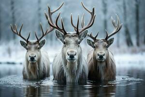 ai gerado majestoso rena trio em torno da uma congeladas lagoa criando hipnotizante reflexões, natal imagens foto