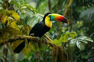 ai gerado natureza viagem dentro central América quilha faturado tucano dentro Panamá arborizado paraíso ai gerado foto