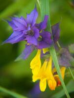 uma roxa flor com amarelo pétalas foto