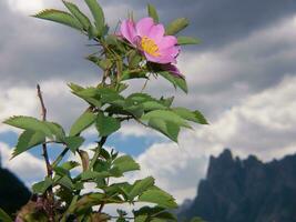 uma Rosa flor com uma montanha dentro a fundo foto