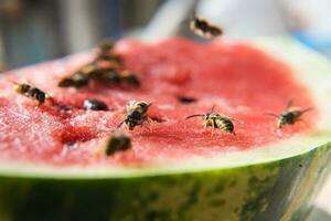 vespa comer suculento vermelho fresco picado Melancia foto