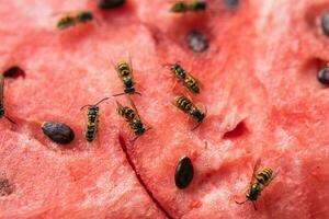 vespa comer suculento vermelho fresco picado Melancia foto