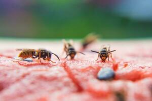 vespa comer suculento vermelho fresco picado Melancia foto