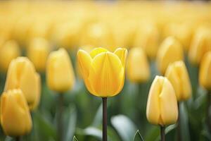 ai gerado amarelo tulipa dentro a jardim. ai gerado foto