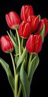 ai gerado vermelho tulipas isolado em Preto fundo. ai gerado foto