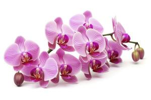 ai gerado Rosa orquídea isolado em branco fundo. ai gerado foto