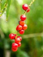 vermelho sementes do licuala paludosa grifo árvore. foto