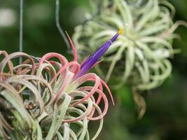 Tillandsia com tolet flor. foto