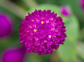 flor de amaranto globo foto