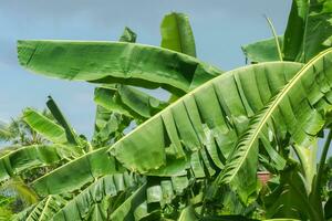 banana folhas em árvores dentro a Fazenda com céu fundo. foto