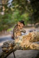 pequeno bebê macaco foto