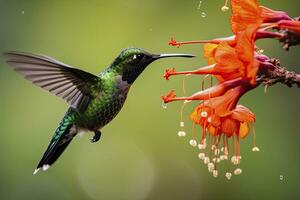 ai gerado beija Flor dentro costa rica. ai gerado. foto