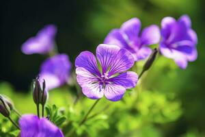 ai gerado gerânio Wilfordii flor. ai gerado foto