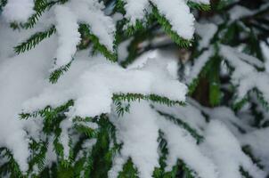 abeto galhos dentro a neve, uma muitos do neve em a galhos foto