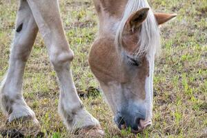 cavalos pastar dentro uma Prado foto