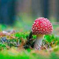 amanita muscaria. vermelho venenoso mosca agárico cogumelo dentro floresta foto