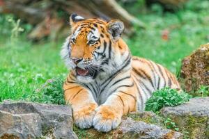 jovem Bengala tigre deitado em a Relva às verão dia foto