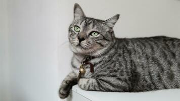 retrato do uma fofa cinzento gato foto