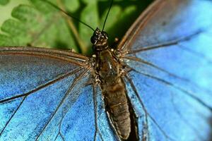 uma azul borboleta com Preto asas é sentado em uma folha foto