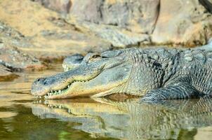 uma ampla jacaré descansos dentro a água foto