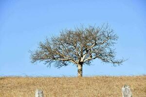 uma solitário árvore em uma Colina dentro a meio do uma campo foto