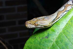 lindo cobra, a reticulado Pitão é uma Pitão espécies nativo para sul e sudeste Ásia. foto