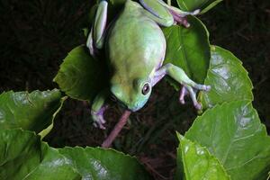 verde árvore sapo, atarracado rã foto