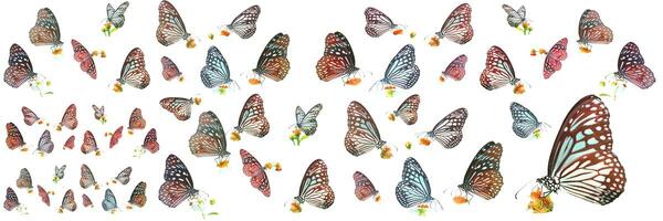 muitos tipos de borboletas em um fundo branco. borboleta encontrada na tailândia foto