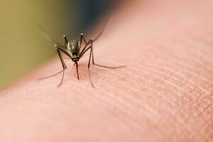 mosquitos estão se alimentando de sangue da pele humana. mosquitos são portadores da dengue e da malária. A dengue é muito prevalente durante a estação chuvosa. foto