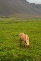 imagem do lindo cavalo a partir de Islândia. foto