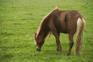 imagem do lindo cavalo a partir de Islândia. foto