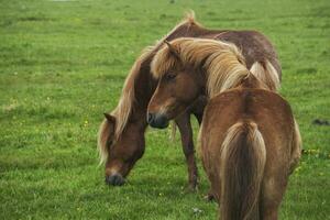 imagem do lindo cavalos a partir de Islândia. foto