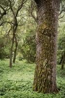musgo verde em uma velha árvore foto