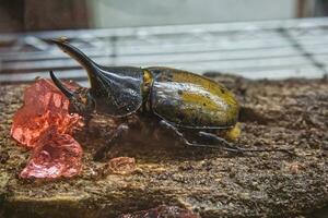 besouro amarelo veado besouro inseto erro fechar acima tomada. coleção besouro, lucanídeos, coleópteros, insetos, entomologia foto