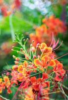 mexicano pássaro do paraíso flor, pavão crista, caesalpinia pulcherrima, vermelha laranja flor foto