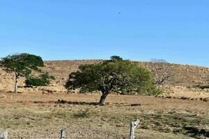 uma cavalo pastar dentro uma campo com uma cerca foto