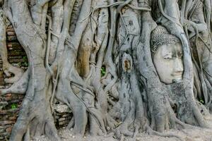 uma Buda cabeça é dentro a raízes do uma árvore foto