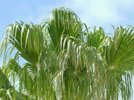 Palma árvore com verde folhas e azul céu foto