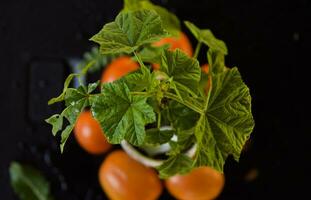 tomates com verde folhas foto