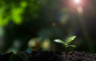 mudas crescendo dentro fertil solo. suave luz solar. água gotas em folhas. ecologia e ecológico equilíbrio. eco conceito terra dia. foto