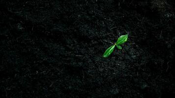 mudas crescendo dentro fertil solo. água gotas em folhas. ecologia e ecológico equilíbrio. eco conceito terra dia. foto