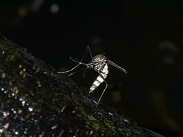 mosquitos deitar seus ovos estavam foto