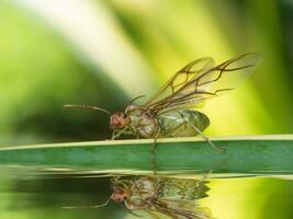 fechar acima macro do gigante formiga com asa em a sair. foto