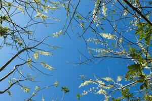 branco flor em ramo com azul céu. foto