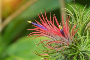 Tillandsia ar plantar dentro a natureza. foto