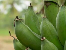 verde bananas suspensão em árvore. foto