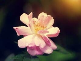 fechar acima Rosa rosa dentro uma jardim foto
